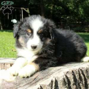 Liam, Australian Shepherd Puppy