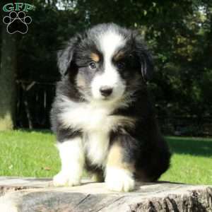 Liam, Australian Shepherd Puppy