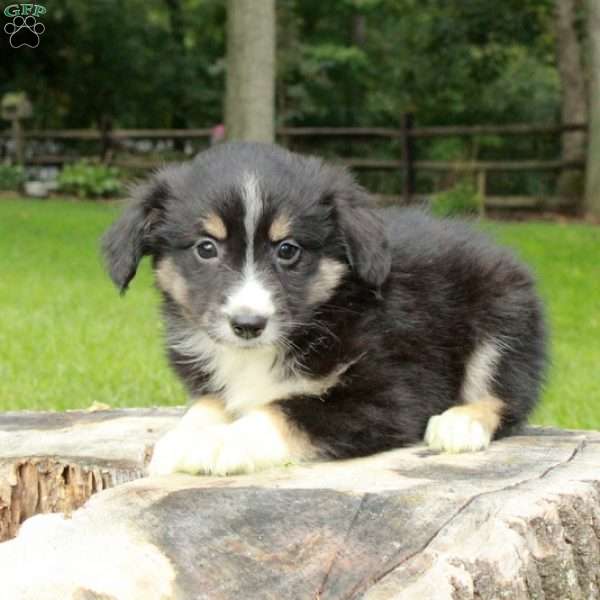 Libby, Australian Shepherd Puppy
