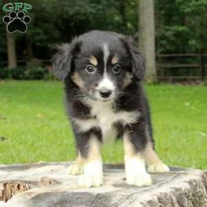 Libby, Australian Shepherd Puppy