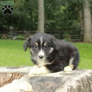 Libby, Australian Shepherd Puppy