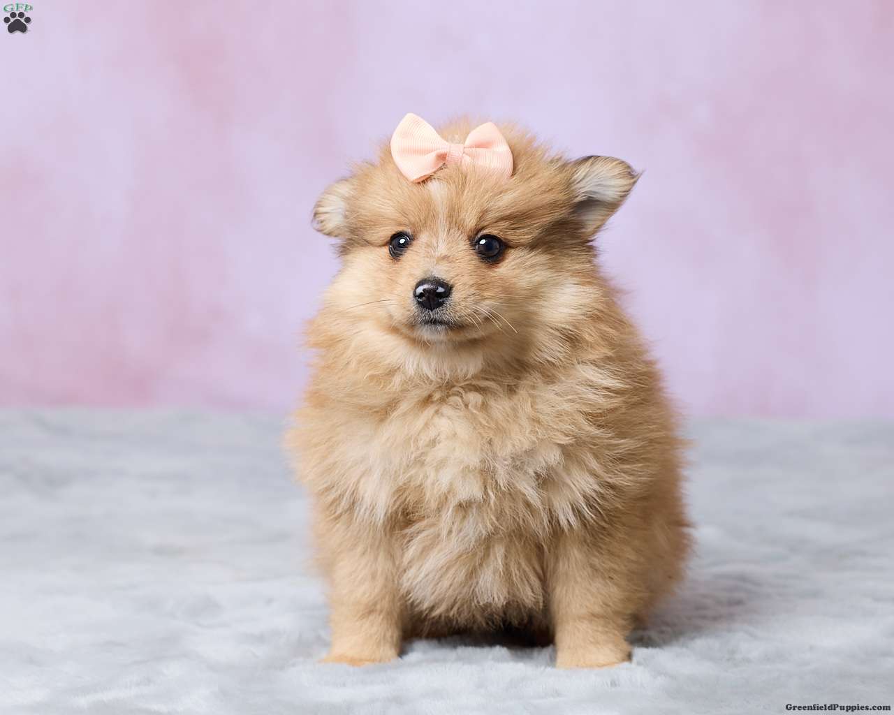 Lilly (Pomeranian, Female) in Millersburg, OH