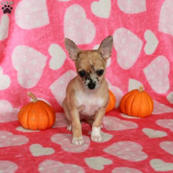 Lilly, Chihuahua Puppy