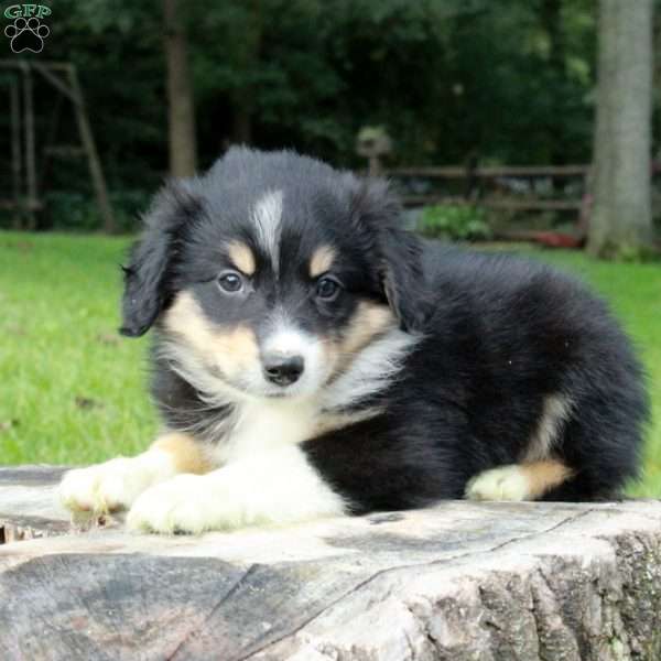 Lilly, Australian Shepherd Puppy