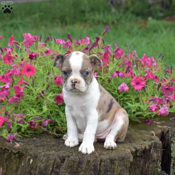 Lilly, Boston Terrier Puppy