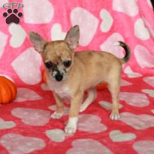 Lilly, Chihuahua Puppy