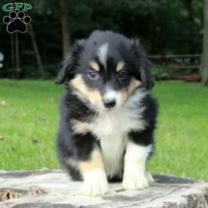 Lilly, Australian Shepherd Puppy