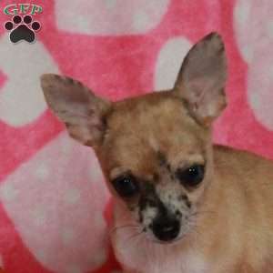Lilly, Chihuahua Puppy