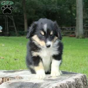 Lilly, Australian Shepherd Puppy
