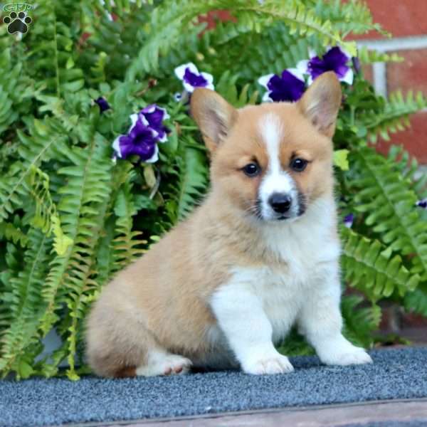 Lilly, Pembroke Welsh Corgi Puppy