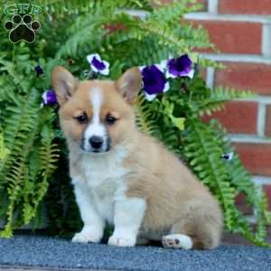 Lilly, Pembroke Welsh Corgi Puppy