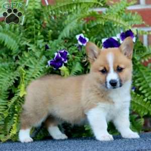Lilly, Pembroke Welsh Corgi Puppy