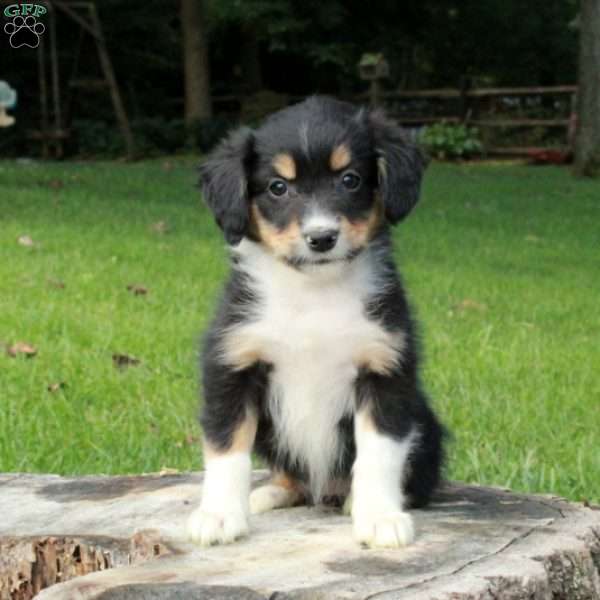 Lilo, Australian Shepherd Puppy