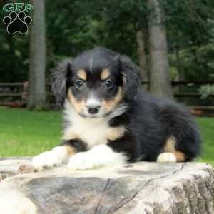 Lilo, Australian Shepherd Puppy