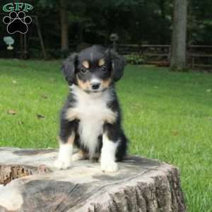 Lilo, Australian Shepherd Puppy