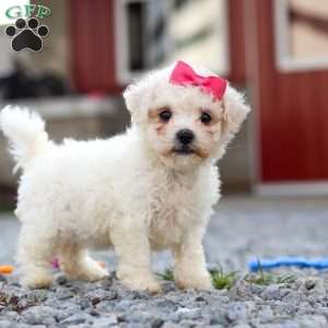 Lily, Bichon Frise Puppy