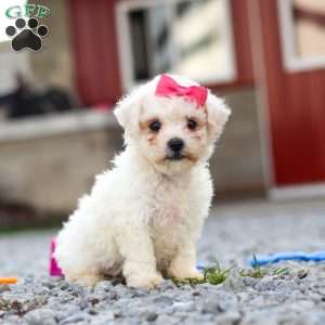 Lily, Bichon Frise Puppy