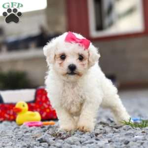 Lily, Bichon Frise Puppy