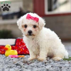Lily, Bichon Frise Puppy