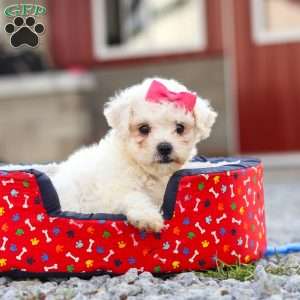 Lily, Bichon Frise Puppy