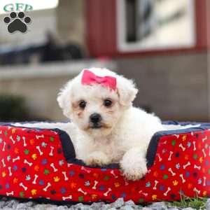 Lily, Bichon Frise Puppy