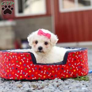 Lily, Bichon Frise Puppy