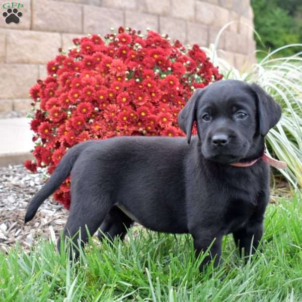 Lily, Black Labrador Retriever Puppy