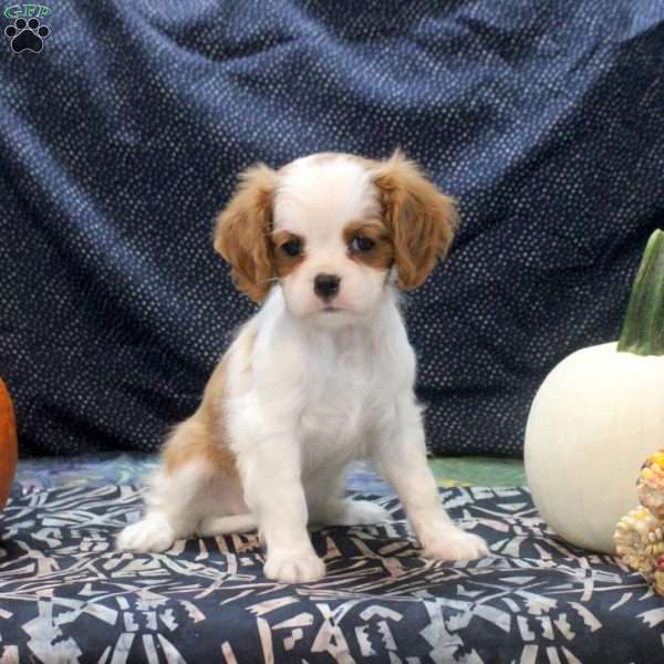 Lily, Cavalier King Charles Spaniel Puppy