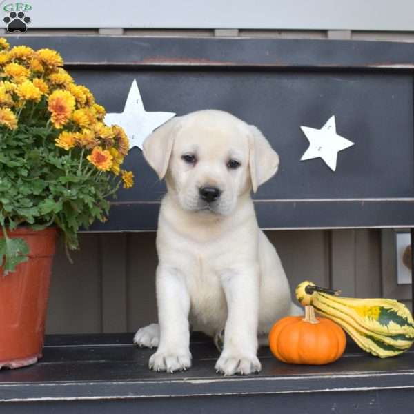 Lily, Yellow Labrador Retriever Puppy