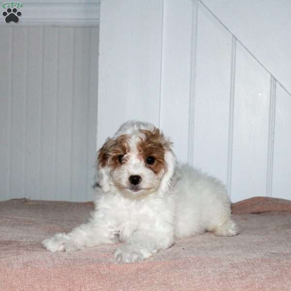Lily, Cavapoo Puppy
