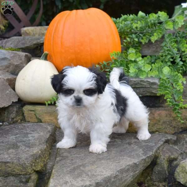 Lily, Shih Tzu Puppy