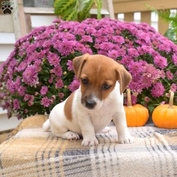 Lily, Jack Russell Terrier Puppy