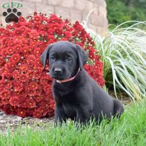 Lily, Black Labrador Retriever Puppy