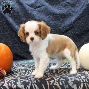 Lily, Cavalier King Charles Spaniel Puppy
