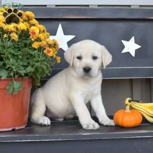 Lily, Yellow Labrador Retriever Puppy