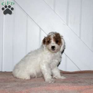 Lily, Cavapoo Puppy