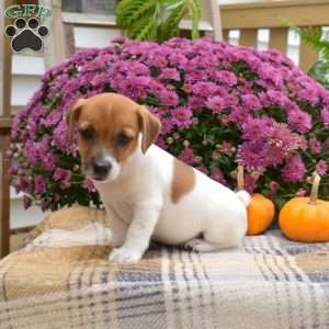 Lily, Jack Russell Terrier Puppy