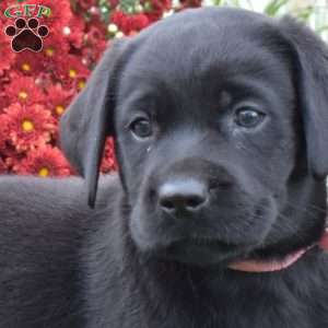 Lily, Black Labrador Retriever Puppy