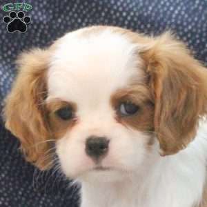 Lily, Cavalier King Charles Spaniel Puppy
