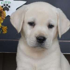 Lily, Yellow Labrador Retriever Puppy