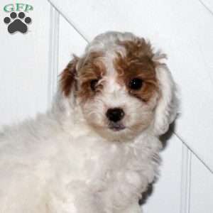 Lily, Cavapoo Puppy