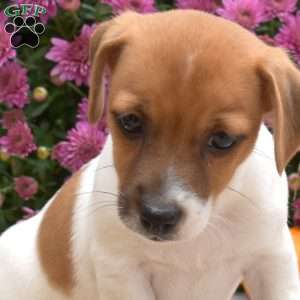 Lily, Jack Russell Terrier Puppy