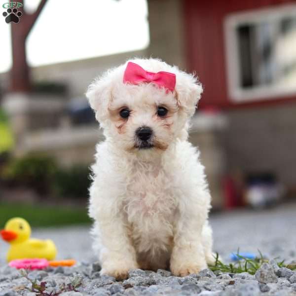 Lily, Bichon Frise Puppy