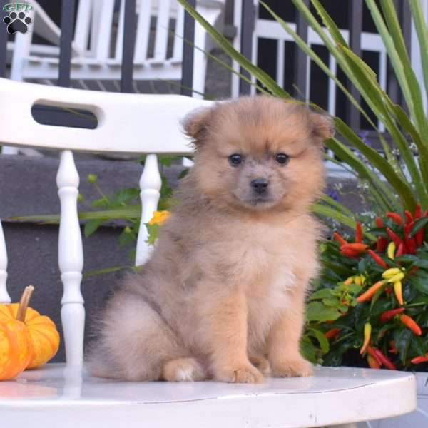 Lincoln, Pomeranian Puppy