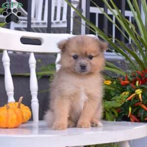 Lincoln, Pomeranian Puppy