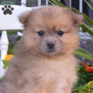 Lincoln, Pomeranian Puppy