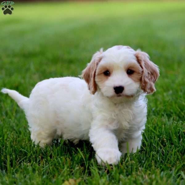 Lincoln, Cavapoo Puppy