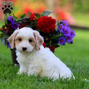Lincoln, Cavapoo Puppy