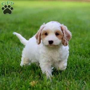 Lincoln, Cavapoo Puppy