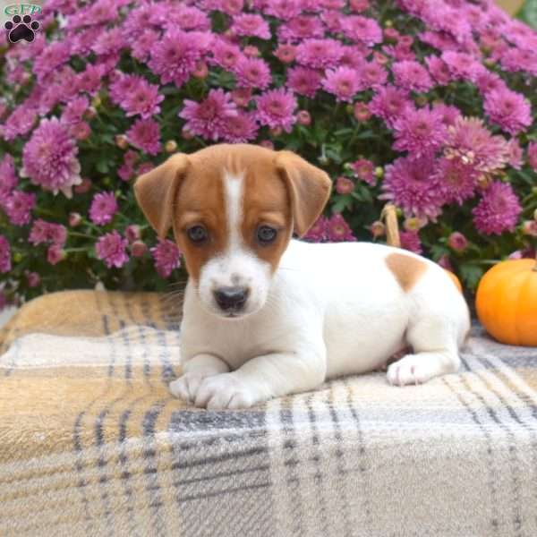 Linda, Jack Russell Terrier Puppy